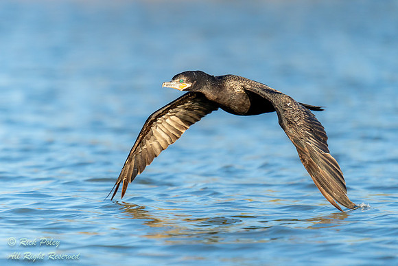 Neotropical Cormorant (Phalacrocorax brasilianus) Flying Over Wa