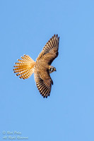 American Kestrel (Falco sparverius) in Flight, NM