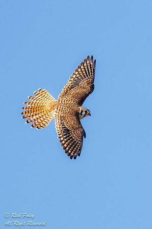 American Kestrel (Falco sparverius) in Flight, NM