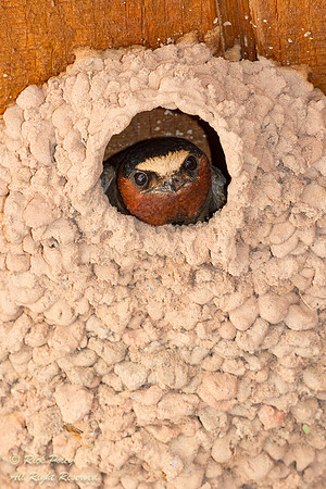 Nesting Cliff Swallow (Petrochelidon pyrrhonota), NM