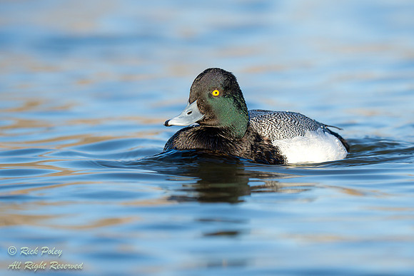Male Lesser Scaup (Aythya affinis), NM