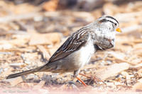 White-crowned Sparrow (Zonotrichia leucophrys) With Large Neck T