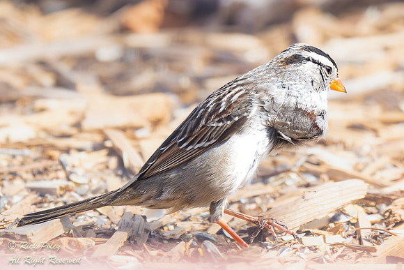 White-crowned Sparrow (Zonotrichia leucophrys) With Large Neck T