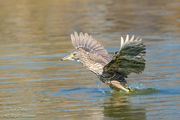 Immature Black-crowned Night Heron (Nycticorax nycticorax) Takin