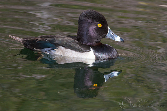 Ring-necked Duck (Aythya collaris)