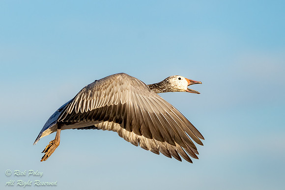 Honking Juvenile Dark Morph Snow Goose (Chen caerulescens), NM