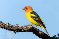 Male Western Tanager (Piranga ludoviciana) with Breeding Plumage
