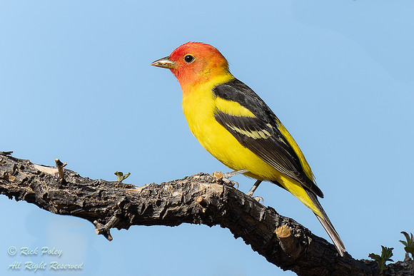 Male Western Tanager (Piranga ludoviciana) with Breeding Plumage