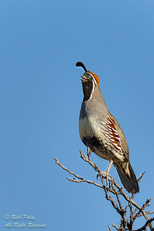 Male Gambel's Quail (Callipepla gambelii) Calling, NM