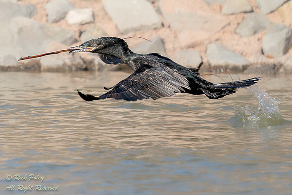 Neotropical Cormorant (Phalacrocorax brasilianus) Gathering Nest