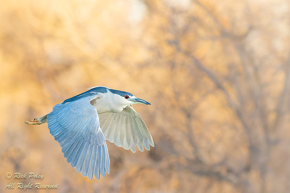 Mature Black-crowned Night Heron (Nycticorax nycticorax) in Flig