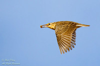 Western Meadowlark (Sturnella neglecta)  Flying With Invertebrat