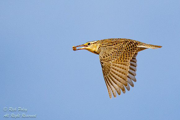Western Meadowlark (Sturnella neglecta)  Flying With Invertebrat