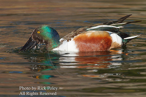 Drake Northern Shoveler Foraging