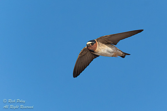Adult Northern Cliff Swallow (Petrochelidon pyrrhonota) in Fligh