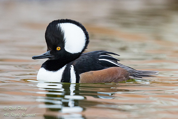 Hooded Merganser (Lophodytes cucullatus) Drake, NM
