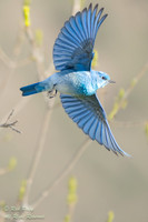 Male Mountain Bluebird (Sialia currucoides) Taking Flight, CO