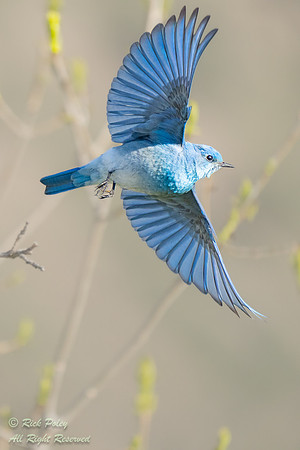 Male Mountain Bluebird (Sialia currucoides) Taking Flight, CO