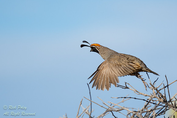 Male Gambel's Quail (Callipepla gambelii) Taking Flight, NM