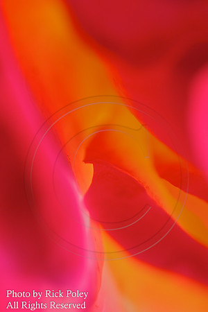 Yellow & Red Flower Abstract