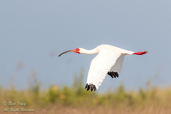 White Ibis (Eudocimus albus) With Breeding Plumage in Flight, FL