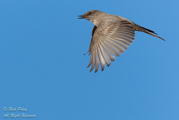Say's Phoebe (Sayornis saya) in Flight, NM
