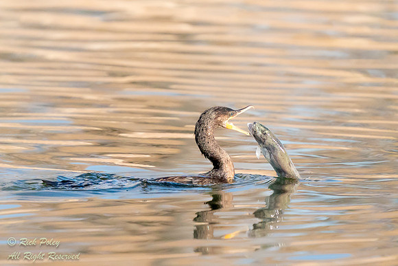 Neotropical Cormorant (Phalacrocorax brasilianus) Catching a Rai