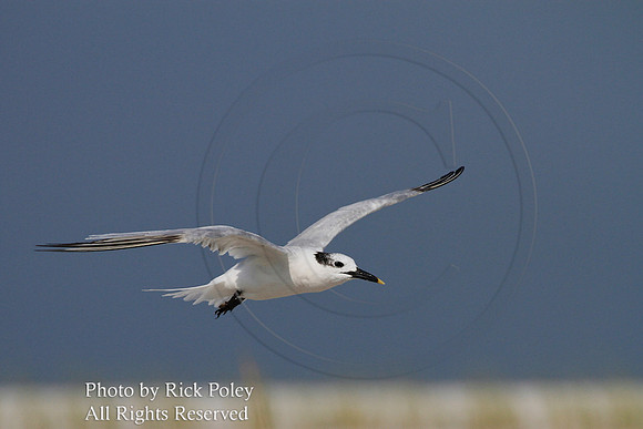 Sandwich Tern (Sterna sandvicensis) Approaching