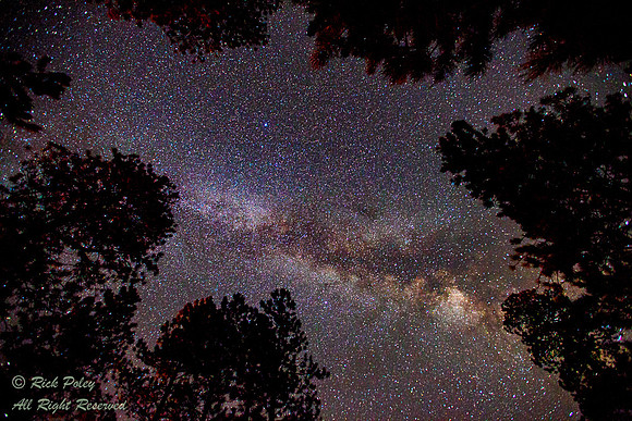 Milky Way & Ponderosa Pines, NM