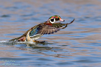 Drake Wood Duck (Aix sponsa) Landing on Pond, NM