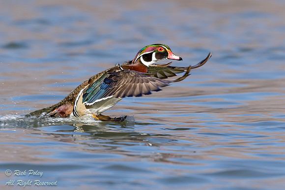 Drake Wood Duck (Aix sponsa) Landing on Pond, NM