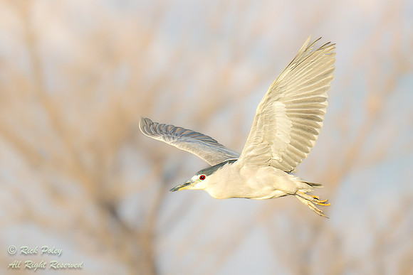Mature Black-crowned Night Heron (Nycticorax nycticorax) in Flig