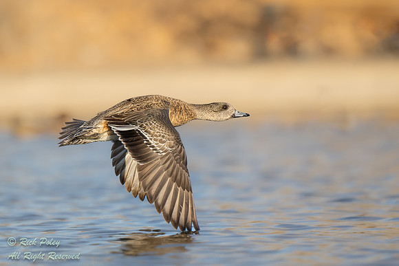 Female American Wigeon (Anas americana) in Flight, NM