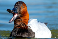 Drake Canvasback, Canvasback (Aythya valisineria) With Mouth Ope