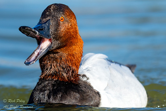 Drake Canvasback, Canvasback (Aythya valisineria) With Mouth Ope