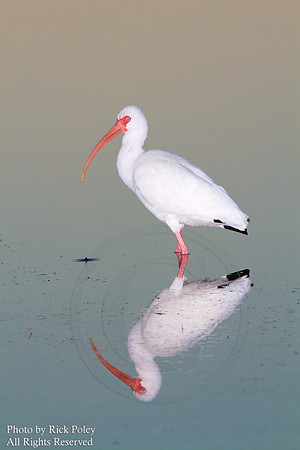 White Ibis (Eudocimus albus) & Reflection
