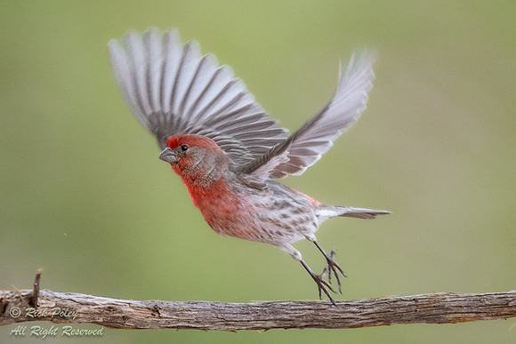 Male House Finch (Haemorhous mexicanus) Taking Flight, NM