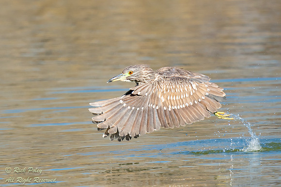 Immature Black-crowned Night Heron (Nycticorax nycticorax) in Fl
