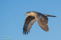 Cooper's Hawk (Accipiter cooperii) Flying,  NM