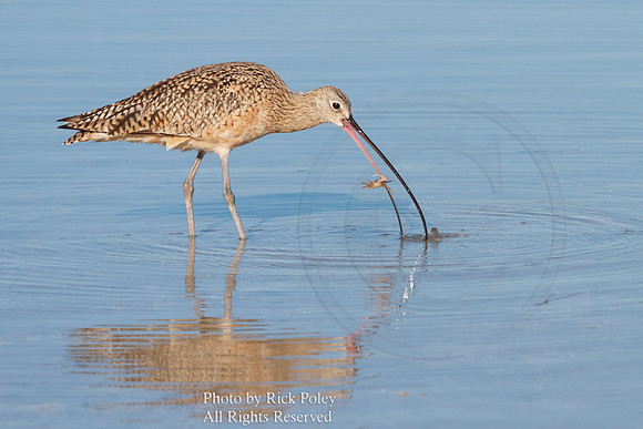 Long-billed Curlew (Numenius americanus) Feeding