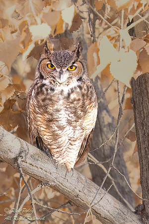 Great Horned Owl (Bubo virginianus) Perched in a Cottonwood  Tre
