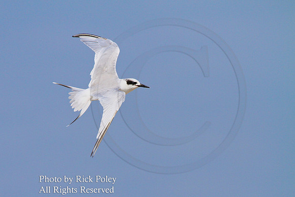 Forster's Tern (Sterna forsteri) Banking in Flight