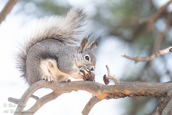 Abert's Squirrel (Sciurus aberti) Feeding on Ponderosa Pine Cone