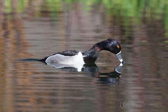 Ring-necked Duck (Aythya collaris)
