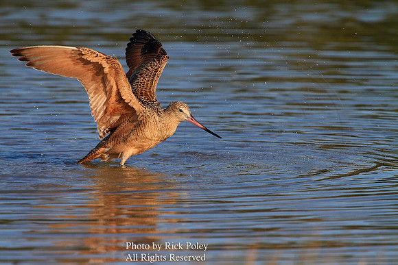 Marbled Godwit (Limosa fedoa) Bathing & Preening