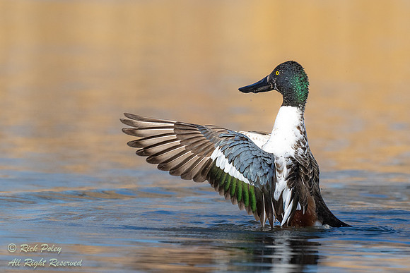 Drake Northern Shoveler (Anas clypeata) Drying Wings After Bathi