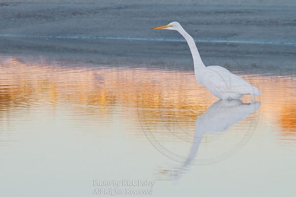 Great Egret (Ardea alba) Foraging