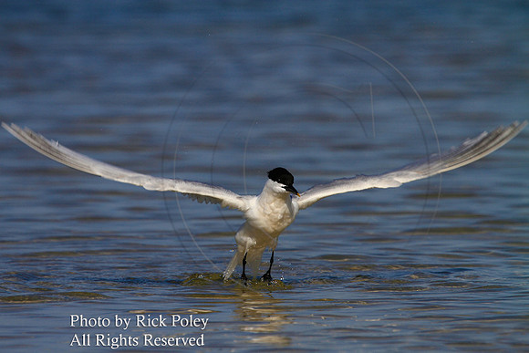 Sandwich Tern (Sterna sandvicensis) Taking Wing