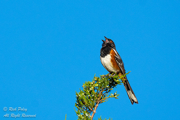 Singing Spotted Towhee (Pipilo maculatus), NM