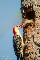Male Red-Bellied Woodpecker (Melanerpes carolinus) Feeding Juven